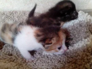 Gato raça Mistura de Angorá com vira-lata idade Abaixo de 2 meses nome Sem nomes