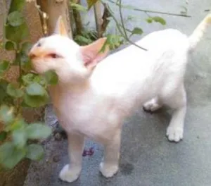 Gato raça  idade 7 a 11 meses nome Vicentino