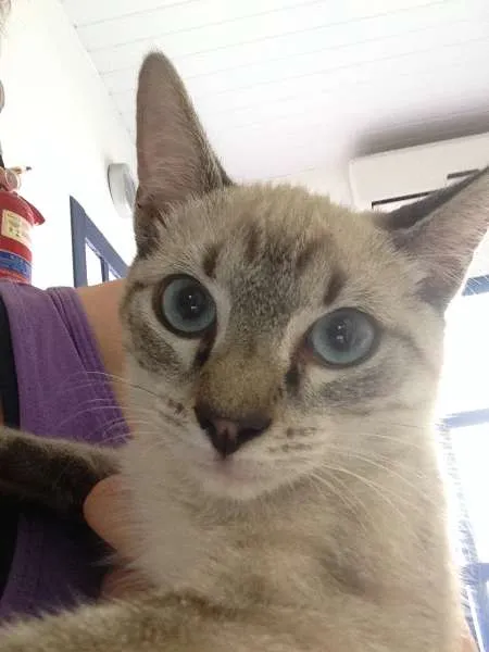 Gato ra a SRD idade 2 a 6 meses nome Betinho