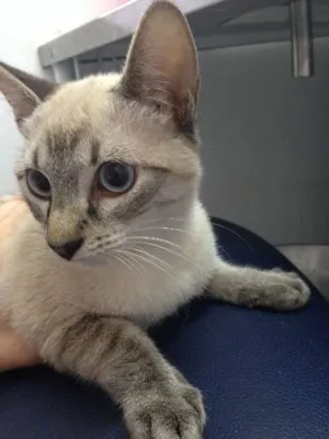 Gato raça SRD idade 2 a 6 meses nome Betinho