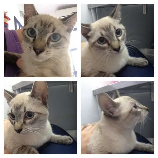 Gato ra a SRD idade 2 a 6 meses nome Betinho