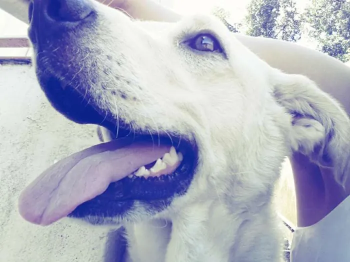 Cachorro ra a mestiça com labrador idade 1 ano nome celine