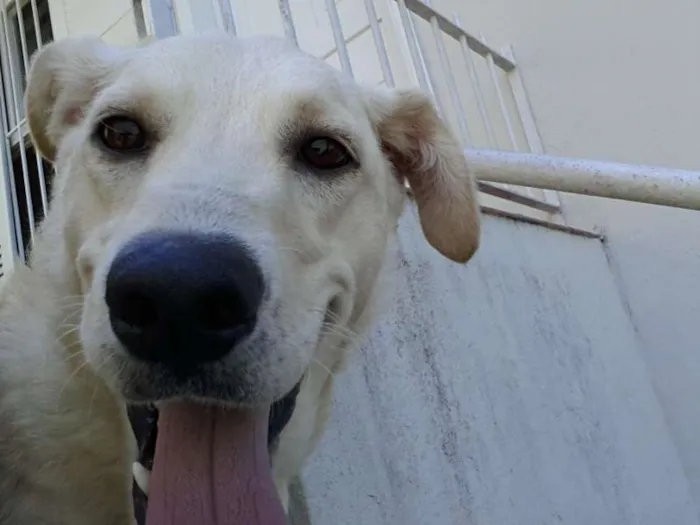 Cachorro ra a mestiça com labrador idade 1 ano nome celine