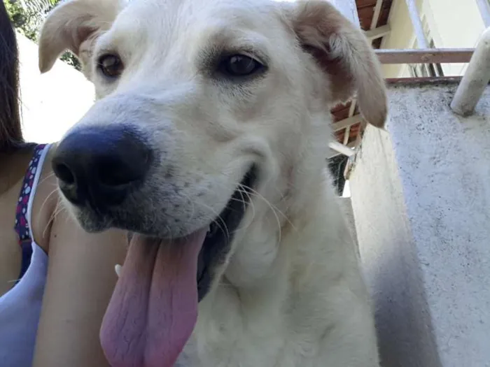 Cachorro ra a mestiça com labrador idade 1 ano nome celine