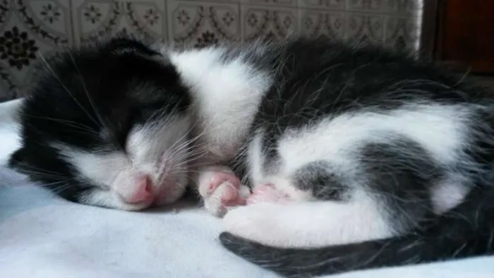 Gato ra a SRD idade Abaixo de 2 meses nome Bebezinho