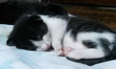 Gato ra a SRD idade Abaixo de 2 meses nome Bebezinho