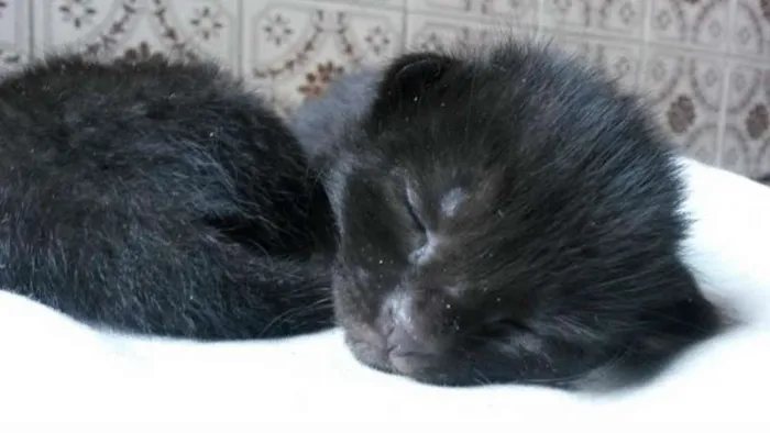 Gato ra a SRD idade Abaixo de 2 meses nome Nenezinho