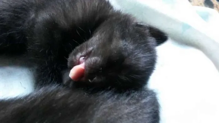 Gato ra a SRD idade Abaixo de 2 meses nome Nenezinho
