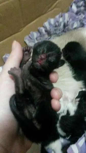 Gato ra a SRD idade Abaixo de 2 meses nome Nenezinho