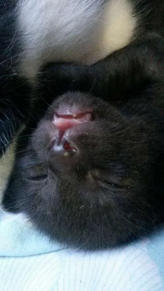 Gato ra a SRD idade Abaixo de 2 meses nome Nenezinho