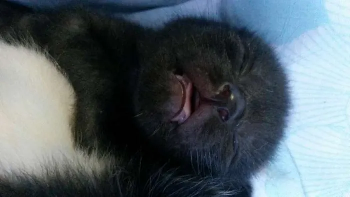 Gato ra a SRD idade Abaixo de 2 meses nome Nenezinho