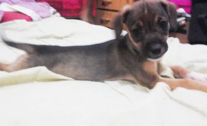 Cachorro ra a SRD idade 2 a 6 meses nome Lindinha