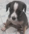 Lindinha