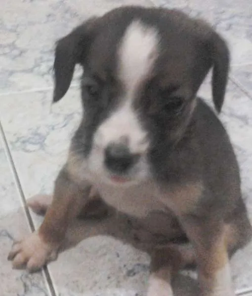 Cachorro ra a SRD idade 2 a 6 meses nome Lindinha
