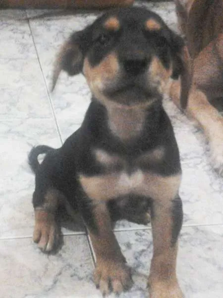 Cachorro ra a SRD idade 2 a 6 meses nome Lindinha