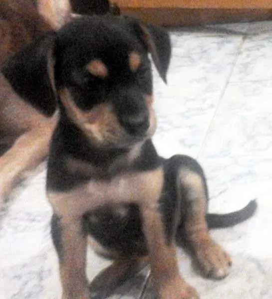 Cachorro ra a SRD idade 2 a 6 meses nome Lindinha