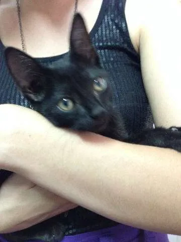 Gato ra a SRD idade 2 a 6 meses nome Obama