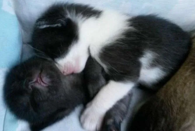 Gato ra a SRD idade Abaixo de 2 meses nome Nenezinho