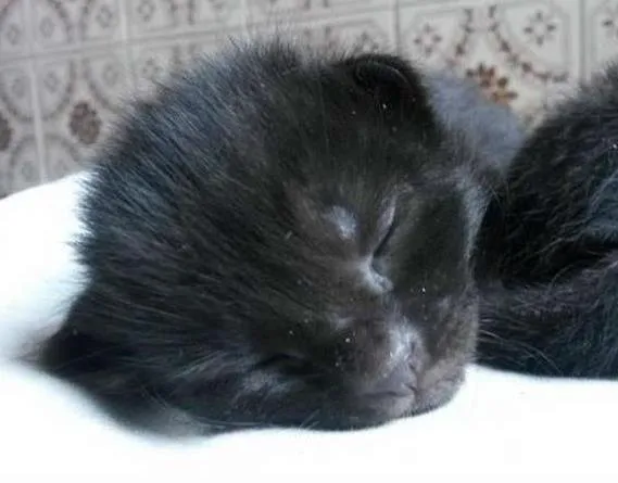 Gato ra a SRD idade Abaixo de 2 meses nome Nenezinho