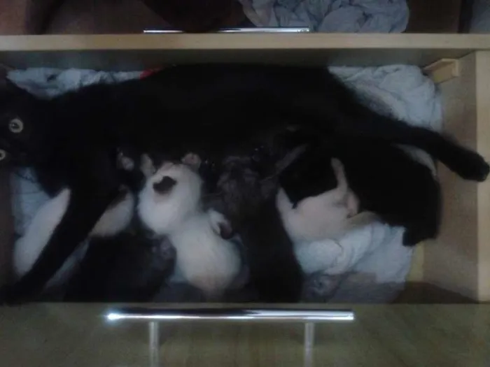 Gato ra a  idade 2 a 6 meses nome Mel