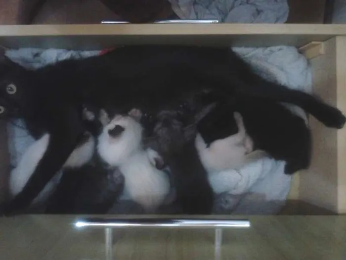 Gato ra a  idade 2 a 6 meses nome Mel