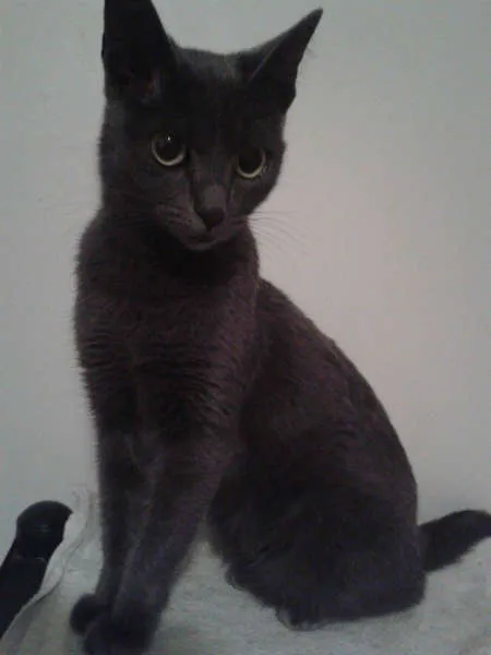 Gato ra a SRD com Russian Blue idade 2 anos nome Princesa