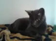 Princesa