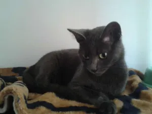 Gato raça SRD com Russian Blue idade 2 anos nome Princesa