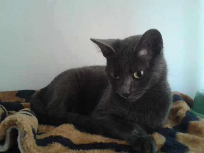 Gato ra a SRD com Russian Blue idade 2 anos nome Princesa
