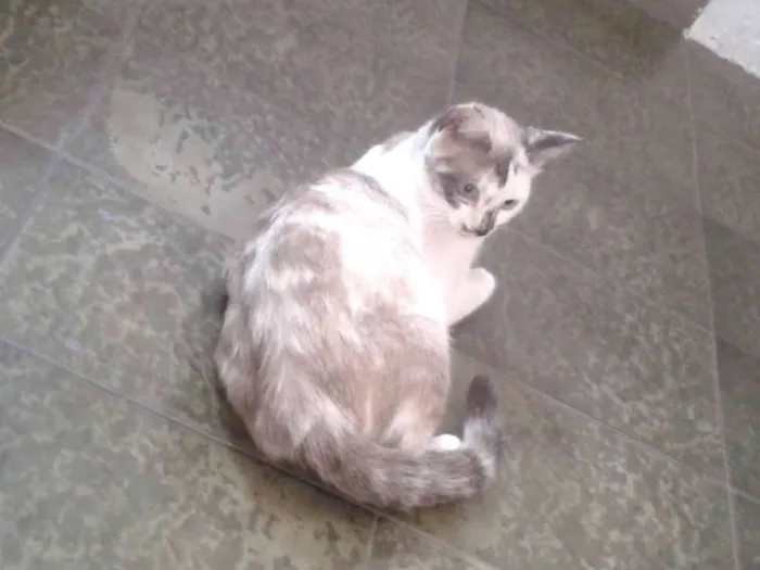 Gato ra a SRD idade 2 anos nome Gisele
