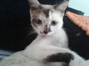 Gato raça SRD idade 2 anos nome Gisele