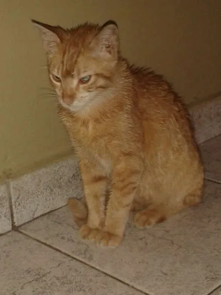 Gato ra a SRD idade 1 ano nome Kitsch