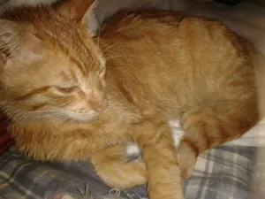 Gato raça SRD idade 1 ano nome Kitsch