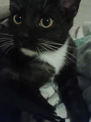 Gato raça SRD idade 2 a 6 meses nome Bb Machinho