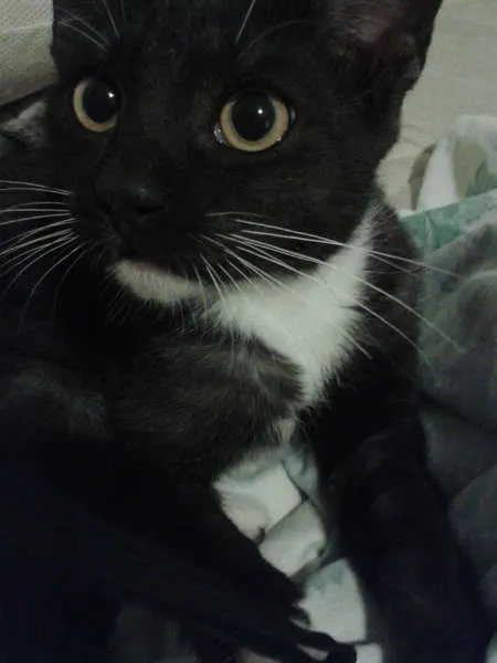 Gato ra a SRD idade 2 a 6 meses nome Bb Machinho