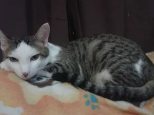 Gato raça SRD idade 1 ano nome Tequila