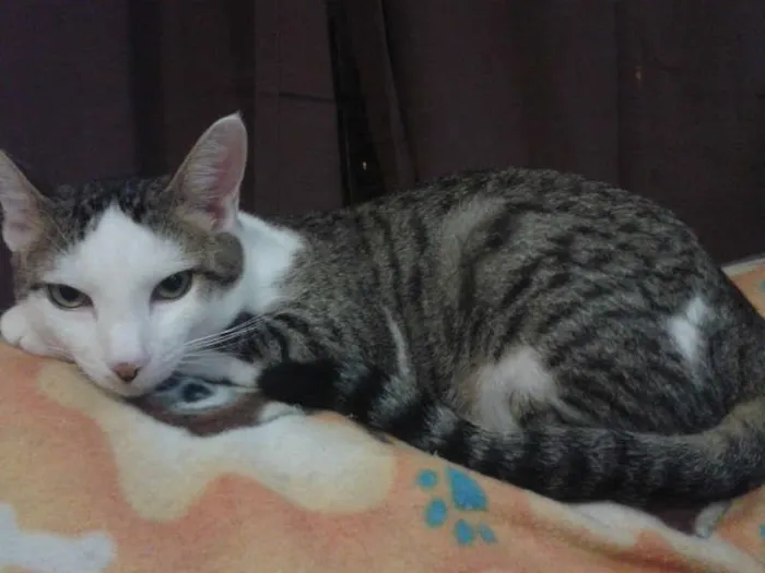 Gato ra a SRD idade 1 ano nome Tequila