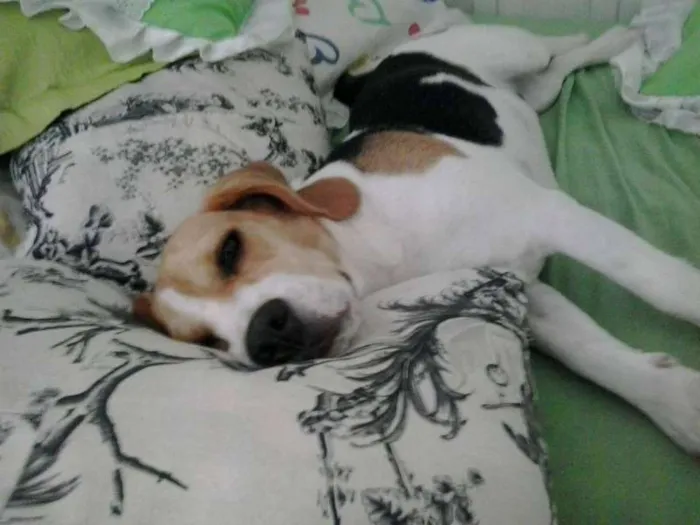 Cachorro ra a Beagle idade 1 ano nome Zé GRATIFICA