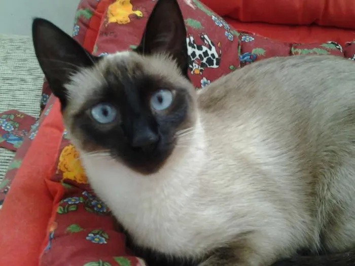 Gato ra a Siamês idade 2 anos nome Crystal e Jonny