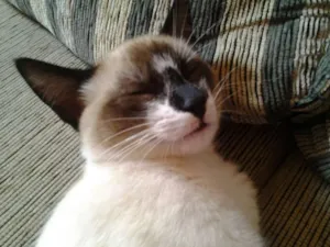 Gato raça Siamês idade 2 anos nome Crystal e Jonny