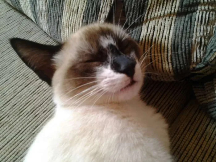 Gato ra a Siamês idade 2 anos nome Crystal e Jonny