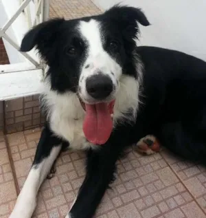 Cachorro raça borde colli idade 1 ano nome jonn