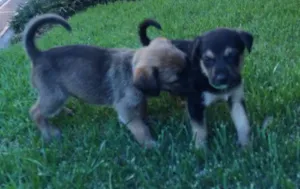 Cachorro raça SRD idade Abaixo de 2 meses nome Filhotes