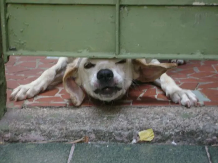 Cachorro ra a Vira Lata idade 5 anos nome Menina