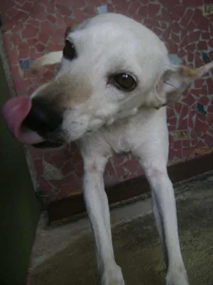 Cachorro raça Vira Lata idade 5 anos nome Menina