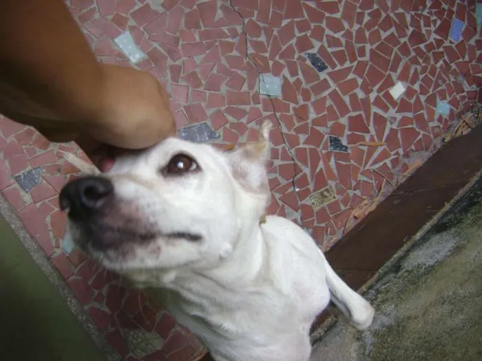 Cachorro ra a Vira Lata idade 5 anos nome Menina