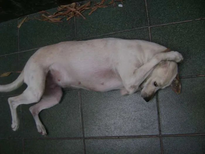 Cachorro ra a Vira Lata idade 5 anos nome Menina