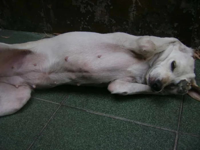 Cachorro ra a Vira Lata idade 5 anos nome Menina