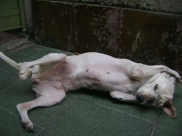 Cachorro ra a Vira Lata idade 5 anos nome Menina