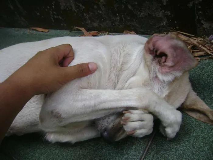 Cachorro ra a Vira Lata idade 5 anos nome Menina